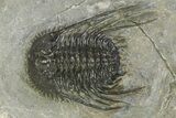 Spiny Leonaspsis Trilobite - Morocco #286568-1